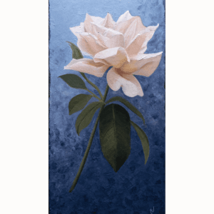 A suspended rose on a blue background